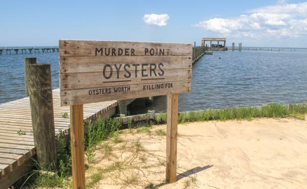 The Zirlott family's oyster farm is at the end of a long pier in Sandy Bay. Legend has it that the name "Murder Point" comes from a deadly dispute over an oyster lease at this site back in 1929. The Zirlott family's oyster farm is at the end of a long pier in Sandy Bay. Legend has it that the name "Murder Point" comes from a deadly dispute over an oyster lease at this site back in 1929.