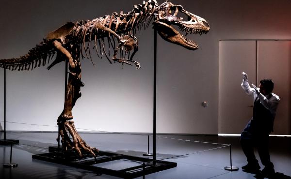 A Sotheby's New York employee demonstrates the size of a Gorgosaurus dinosaur skeleton on Tuesday in New York. A Sotheby's New York employee demonstrates the size of a Gorgosaurus dinosaur skeleton on Tuesday in New York.