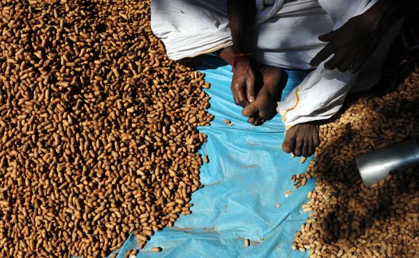 An Indian groundnut vendor waits for customers. An Indian groundnut vendor waits for customers.