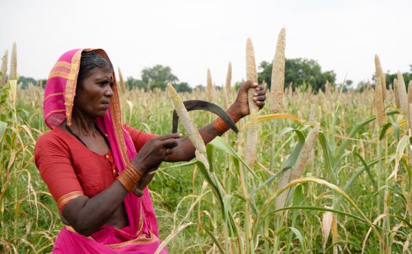 A woman farmers harvests pearl millet in Andhra Pradesh, India. Millets were once a steady part of Indians' diets until the Green Revolution, which encouraged farmers to grow wheat and rice. Now, the grains are slowly making a comeback. A woman farmers harvests pearl millet in Andhra Pradesh, India. Millets were once a steady part of Indians' diets until the Green Revolution, which encouraged farmers to grow wheat and rice. Now, the grains are slowly making a comeback.