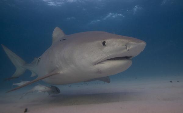 Marine ecologist Neil Hammerschlag says he can sometimes identify sharks like Emma (pictured) by the way they move. "It's pretty cool to be able to jump in the water and say, 'Hey look, there's Emma the tiger shark!' " Marine ecologist Neil Hammerschlag says he can sometimes identify sharks like Emma (pictured) by the way they move. "It's pretty cool to be able to jump in the water and say, 'Hey look, there's Emma the tiger shark!' "