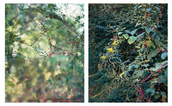 Two images from Janelle Lynch's photo book "Another Way of Looking at Love" Two images from Janelle Lynch's photo book "Another Way of Looking at Love"