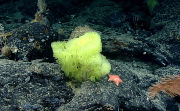 More than a mile underwater, the cartoon doppelgangers were found side by side. More than a mile underwater, the cartoon doppelgangers were found side by side.
