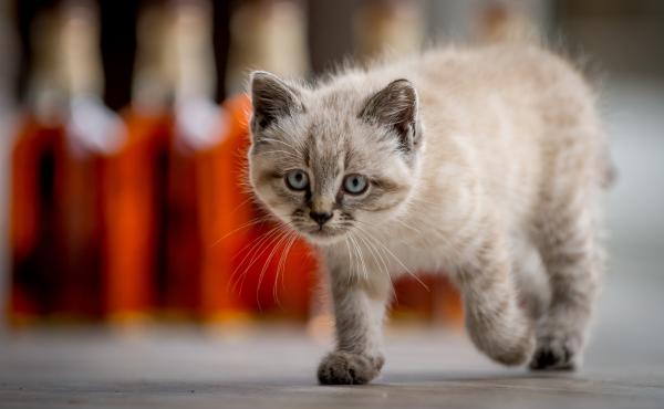 Peat the kitten kept Scotland's Glenturret Distillery free of mice that are attracted to the grain used in production. The 6-month-old kitten was also an ambassador who was featured in public relations photos. But Peat died Monday, apparently after being Peat the kitten kept Scotland's Glenturret Distillery free of mice that are attracted to the grain used in production. The 6-month-old kitten was also an ambassador who was featured in public relations photos. But Peat died Monday, apparently after being