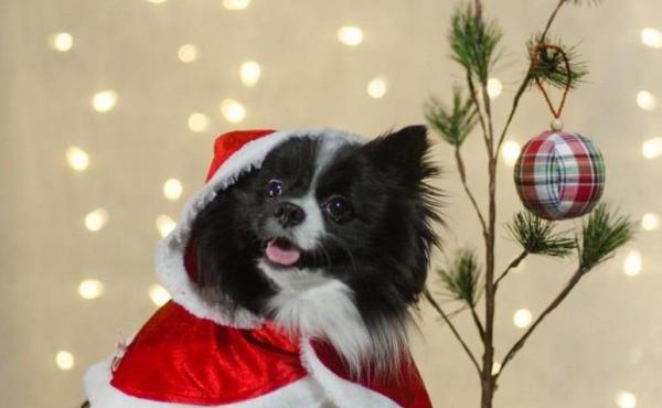 So festive: Latte the Pomeranian poses in a reader-submitted photo, part of a look at the humblest Christmas trees. So festive: Latte the Pomeranian poses in a reader-submitted photo, part of a look at the humblest Christmas trees.