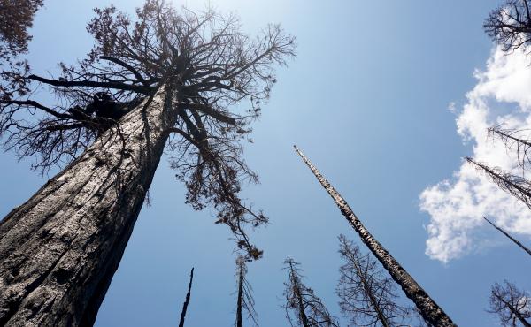 The 2020 Castle Fire burned the Alder Creek sequoia grove with extreme intensity, killing many of the 1,000-year-old trees there. Without any green foliage, the trees can't survive or resprout. The 2020 Castle Fire burned the Alder Creek sequoia grove with extreme intensity, killing many of the 1,000-year-old trees there. Without any green foliage, the trees can't survive or resprout.