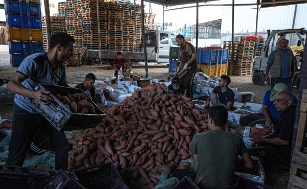 Palestinian workers clean dirt off sweet potatoes to prepare them for export to the West Bank. Palestinian workers clean dirt off sweet potatoes to prepare them for export to the West Bank.