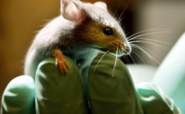 Scientists have discovered that a drug used to treat HIV helps restore a particular kind of memory loss in mice. The results hold promise for humans, too. Scientists have discovered that a drug used to treat HIV helps restore a particular kind of memory loss in mice. The results hold promise for humans, too.