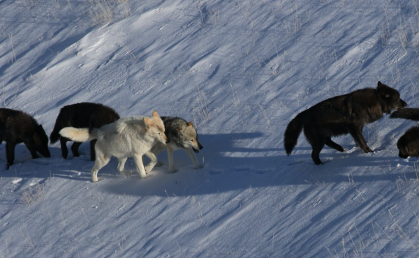 A pack of wolves in Yellowstone National Park are spotted from a wildlife tracking plane A pack of wolves in Yellowstone National Park are spotted from a wildlife tracking plane