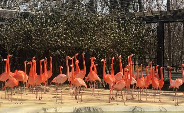 A wild fox killed 25 American flamingos and one Northern pintail duck, announced the Smithsonian's National Zoo and Conservation Biology Institute. A wild fox killed 25 American flamingos and one Northern pintail duck, announced the Smithsonian's National Zoo and Conservation Biology Institute.
