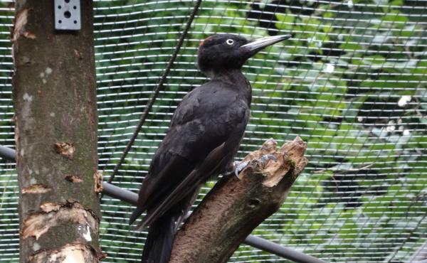 Sam Van Wassenbergh and his team filmed this black woodpecker at Alpenzoo Innbruck, Austria, for their study. Sam Van Wassenbergh and his team filmed this black woodpecker at Alpenzoo Innbruck, Austria, for their study.