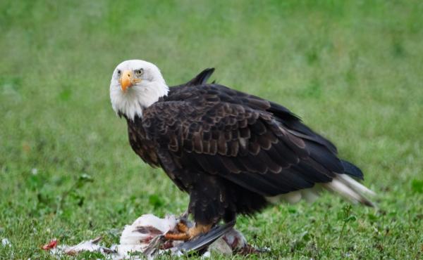 Waterfowl and the raptors that dine on them, like this bald eagle and snow goose, have both been killed by the new bird flu virus. Waterfowl and the raptors that dine on them, like this bald eagle and snow goose, have both been killed by the new bird flu virus.