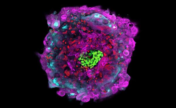 Molecular markers show structures and cell types within a human embryo, shown here 12 days after fertilization. The epiblast, for example, appears in green. Molecular markers show structures and cell types within a human embryo, shown here 12 days after fertilization. The epiblast, for example, appears in green.