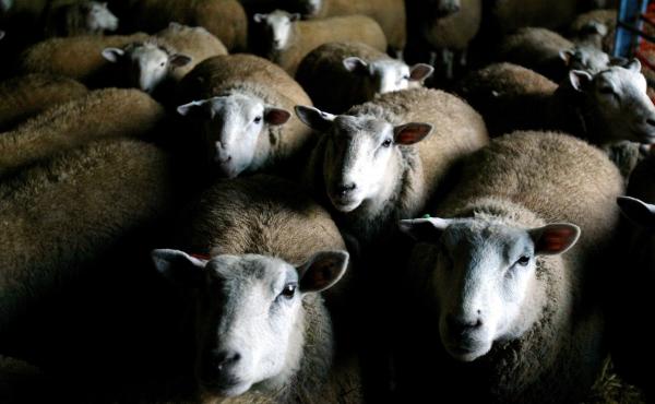 A flock of Texel-Dorset sheep gather near a hay trough in a Hudson River Valley barn in Medusa, N.Y. Millennials and more experimental diners might be open to eating mutton. A flock of Texel-Dorset sheep gather near a hay trough in a Hudson River Valley barn in Medusa, N.Y. Millennials and more experimental diners might be open to eating mutton.