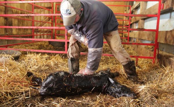 Dan Byers, an elite-cattle breeder, checks the heartbeat on a newborn calf, born from an embryo implanted in a surrogate heifer. Because the calf was delivered via C-section, he sprinkles sweet molasses powder on her to prompt the surrogate mother cow to Dan Byers, an elite-cattle breeder, checks the heartbeat on a newborn calf, born from an embryo implanted in a surrogate heifer. Because the calf was delivered via C-section, he sprinkles sweet molasses powder on her to prompt the surrogate mother cow to