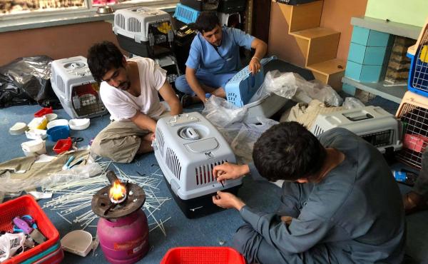 Staff members at the Kabul Small Animal Rescue are working to put together travel crates so the organization's dogs and cats can safely be evacuated out of Afghanistan. Staff members at the Kabul Small Animal Rescue are working to put together travel crates so the organization's dogs and cats can safely be evacuated out of Afghanistan.