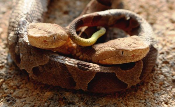Last week J.D. Kleopfer, a state herpetologist, announced the death of a two-headed copperhead snake in Northern Virginia on social media. He said it was a discovery that few of his colleagues have seen. Last week J.D. Kleopfer, a state herpetologist, announced the death of a two-headed copperhead snake in Northern Virginia on social media. He said it was a discovery that few of his colleagues have seen.