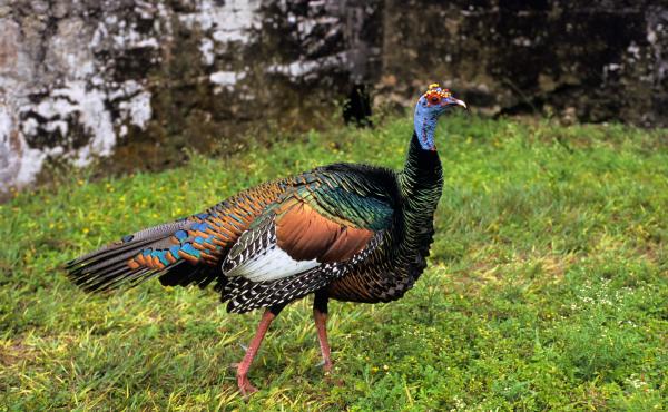 Ocellated turkeys stand out for their bright blue heads and iridescent feathers. They're still around the Yucatan today. Ocellated turkeys stand out for their bright blue heads and iridescent feathers. They're still around the Yucatan today.