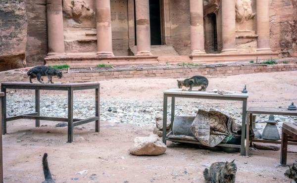 Cats overtake an empty tourist shop in Jordan's ancient city of Petra. Cats overtake an empty tourist shop in Jordan's ancient city of Petra.
