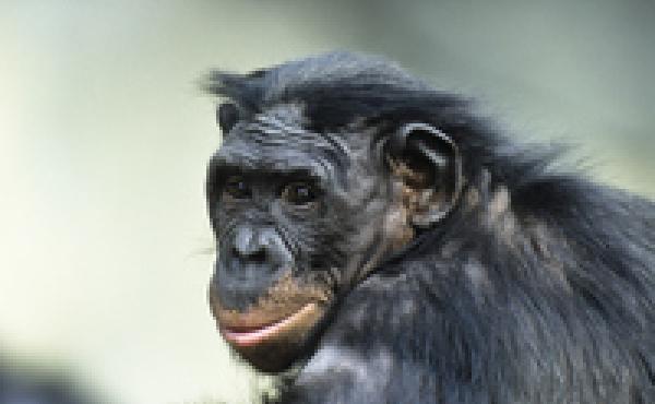 New research shows that apes might have more in common with us than we thought, says Alva Noe. New research shows that apes might have more in common with us than we thought, says Alva Noe.