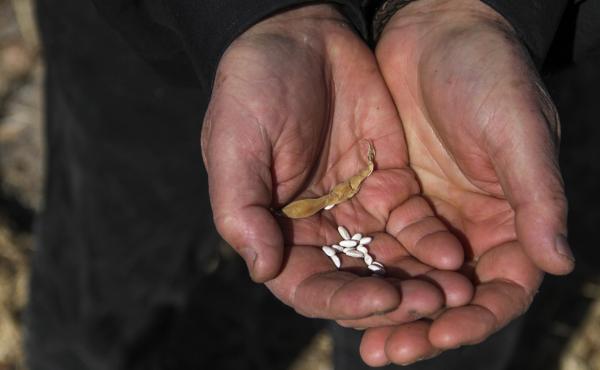 Gary Nabhan holds white tepary beans grown at his home in Patagonia, Ariz. Nabhan believes that drought-tolerant teparies could become a solution for growing food in a hotter and drier Arizona. Gary Nabhan holds white tepary beans grown at his home in Patagonia, Ariz. Nabhan believes that drought-tolerant teparies could become a solution for growing food in a hotter and drier Arizona.