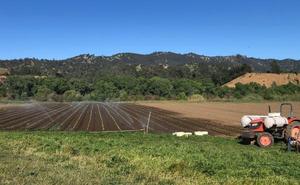 Full Belly Farm, a 450-acre, organic farm, in California's Capay Valley northwest of Sacramento, is busier than ever trying to ramp up production to meet soaring demand. Full Belly Farm, a 450-acre, organic farm, in California's Capay Valley northwest of Sacramento, is busier than ever trying to ramp up production to meet soaring demand.