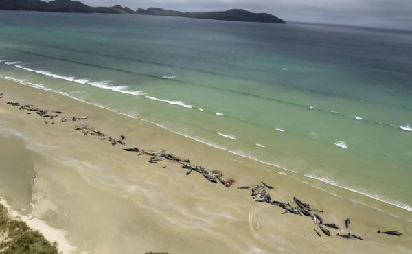 As many as 145 pilot whales lie beached Sunday at Mason Bay, on Stewart Island, New Zealand. A hiker reported the mass stranding on Saturday. As many as 145 pilot whales lie beached Sunday at Mason Bay, on Stewart Island, New Zealand. A hiker reported the mass stranding on Saturday.