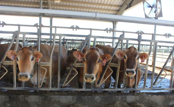 The way cows digest food takes a lot of energy and generates a lot of heat. This makes them lose their appetite and produce less milk. The way cows digest food takes a lot of energy and generates a lot of heat. This makes them lose their appetite and produce less milk.