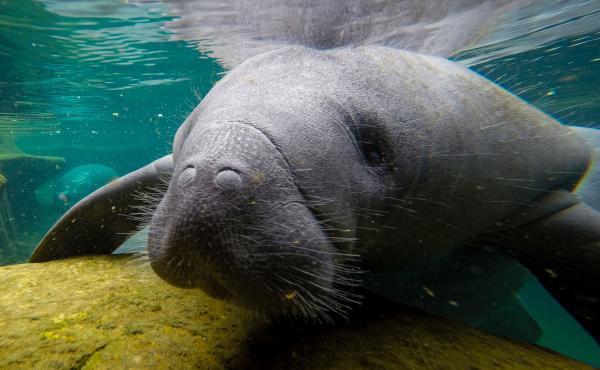 Manatees are large marine mammals native to Florida that spend their time grazing on sea grass in shallow coastal areas. Since January, recorded manatee deaths have been nearly triple that of the same period for each of the past five years. Manatees are large marine mammals native to Florida that spend their time grazing on sea grass in shallow coastal areas. Since January, recorded manatee deaths have been nearly triple that of the same period for each of the past five years.
