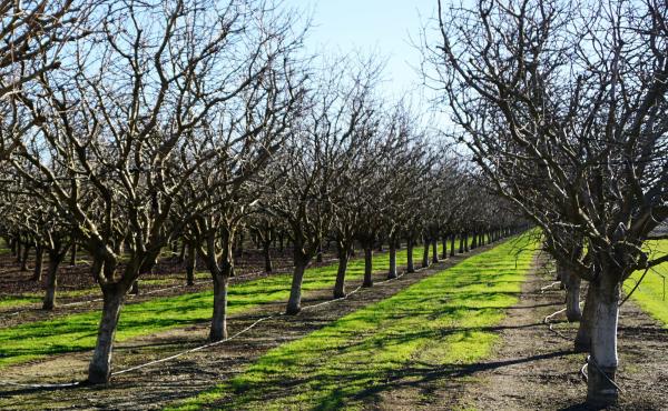 The cold temperatures that pistachio trees need to bloom on time are becoming more scarce as winters get warmer. The cold temperatures that pistachio trees need to bloom on time are becoming more scarce as winters get warmer.