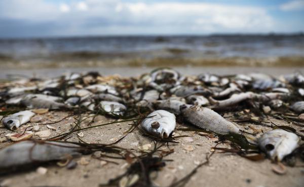 Fish are seen washed ashore at the Sanibel Causeway after dying in a red tide in 2018 in Sanibel, Florida. Fish are seen washed ashore at the Sanibel Causeway after dying in a red tide in 2018 in Sanibel, Florida.