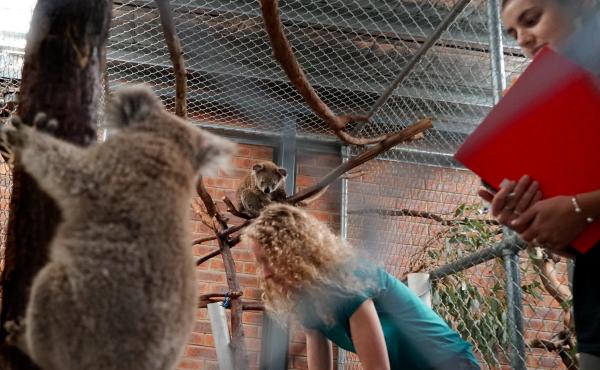 Karen Ford (left) and Lane Murraya stock rescued koalas with fresh eucalyptus branches. Ford has been collecting the branches on her property, which suffered fire damage. Karen Ford (left) and Lane Murraya stock rescued koalas with fresh eucalyptus branches. Ford has been collecting the branches on her property, which suffered fire damage.