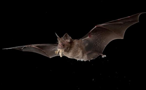 A Chinese horseshoe bat chases a moth. A Chinese horseshoe bat chases a moth.