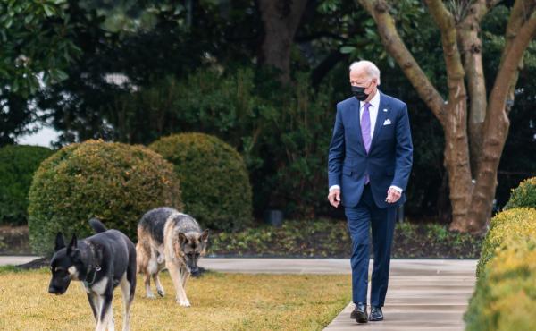 President Biden walks with his dogs Major and Champ in the Rose Garden of the White House. President Biden walks with his dogs Major and Champ in the Rose Garden of the White House.