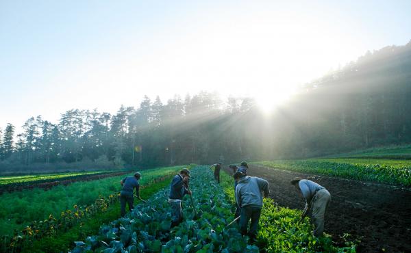 Many large-scale farms rely heavily on immigrant labor. And many farmers are opposed to Donald Trump's strong stance against illegal immigrant. Many large-scale farms rely heavily on immigrant labor. And many farmers are opposed to Donald Trump's strong stance against illegal immigrant.