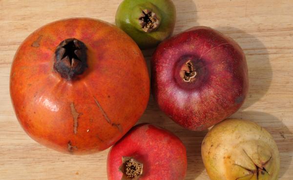 While many Americans only know one kind of pomegranate — the ruby red Wonderful — there are actually dozens of varieties with different flavor and heartiness profiles. While many Americans only know one kind of pomegranate — the ruby red Wonderful — there are actually dozens of varieties with different flavor and heartiness profiles.