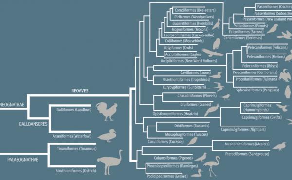 The updated avian tree shows how many different kinds of birds evolved quickly after a mass extinction 66 million years ago. The updated avian tree shows how many different kinds of birds evolved quickly after a mass extinction 66 million years ago.