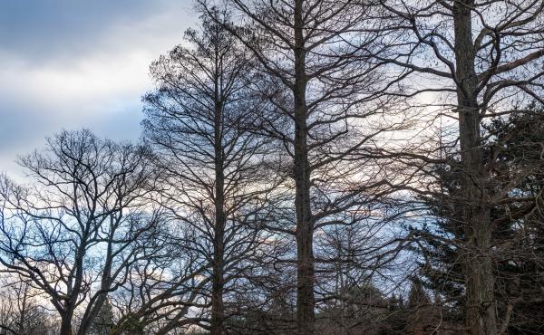 The landscape at Longwood Gardens, Kennett Square, Pa., is still beautiful in the winter. The landscape at Longwood Gardens, Kennett Square, Pa., is still beautiful in the winter.