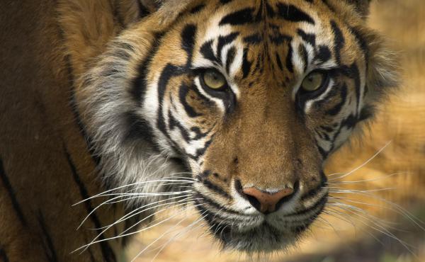 Tiger face. Tiger face.