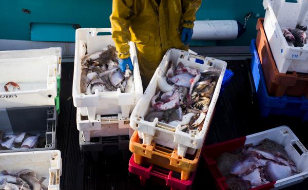 Fishermen unload and sort the day's catch from the fishing boat Laurent-Geoffrey at Quai Gambetta in Boulogne-sur-Mer, France. Fishermen unload and sort the day's catch from the fishing boat Laurent-Geoffrey at Quai Gambetta in Boulogne-sur-Mer, France.