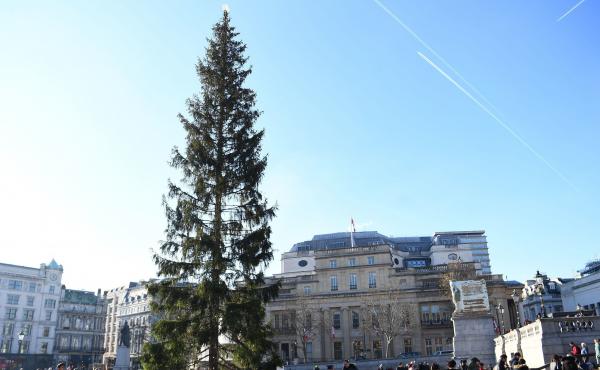 A Norwegian spruce stands at the center of London's Trafalgar Square on Wednesday. Many are calling this year's tree — a gift from Oslo — meager and sparse. A Norwegian spruce stands at the center of London's Trafalgar Square on Wednesday. Many are calling this year's tree — a gift from Oslo — meager and sparse.