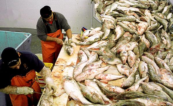Workers fillet fish seafood processing plant in Kodiak, Alaska in 2002. The industry faces an outbreak of COVID-19 just as salmon and pollack fishing seasons are ramping up. Workers fillet fish seafood processing plant in Kodiak, Alaska in 2002. The industry faces an outbreak of COVID-19 just as salmon and pollack fishing seasons are ramping up.