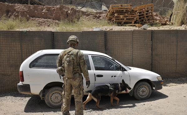 US Forces in Afghanistan work with a German Shepherd to inspect a vehicle for explosives. IEDs and other bombs led to brain injuries in service people but appear so far to not increase their risk of CTE. US Forces in Afghanistan work with a German Shepherd to inspect a vehicle for explosives. IEDs and other bombs led to brain injuries in service people but appear so far to not increase their risk of CTE.