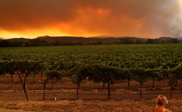 A local resident stands next to a vineyard while watching the LNU Lightning Complex fire burning in nearby hills on August 20 in Healdsburg, Calif. A local resident stands next to a vineyard while watching the LNU Lightning Complex fire burning in nearby hills on August 20 in Healdsburg, Calif.
