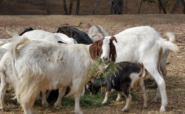 A herd of goats spent the fall in and around Anaheim, Calif.'s Deer Canyon Park helping to keep grasses and other potential wildfire fuels in check. A herd of goats spent the fall in and around Anaheim, Calif.'s Deer Canyon Park helping to keep grasses and other potential wildfire fuels in check.