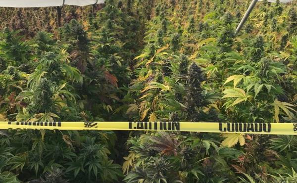 An illegal cannabis cultivation site in the City of Santa Maria, in San Luis Obispo County, Calif. Authorities seized 20 tons of illegal cannabis in a raid that lasted four days in June 2019. An illegal cannabis cultivation site in the City of Santa Maria, in San Luis Obispo County, Calif. Authorities seized 20 tons of illegal cannabis in a raid that lasted four days in June 2019.