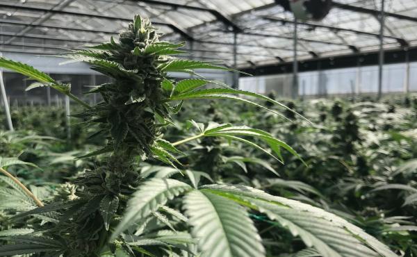 A cannabis flower at Glass House Farms in Carpinteria, Calif., is almost ready for harvest. This farm uses greenhouses, allowing for five harvests a year. A cannabis flower at Glass House Farms in Carpinteria, Calif., is almost ready for harvest. This farm uses greenhouses, allowing for five harvests a year.