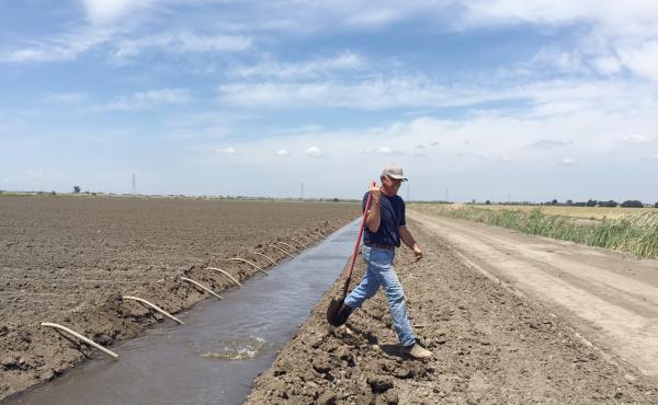 Rudy Mussi's family has farmed in the Sacramento Delta region for nearly a century. Mussi worries that more water transfers will deplete the fragile Delta ecosystem and wipe out family farms like his. Rudy Mussi's family has farmed in the Sacramento Delta region for nearly a century. Mussi worries that more water transfers will deplete the fragile Delta ecosystem and wipe out family farms like his.