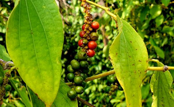 Red peppercorns beginning to mature before harvest at La Plantation. Red peppercorns beginning to mature before harvest at La Plantation.