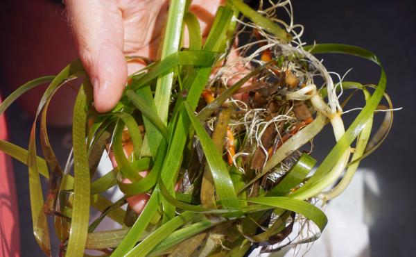 Scientists are hoping that seagrasses could act as a buffer against acidifying oceans. Scientists are hoping that seagrasses could act as a buffer against acidifying oceans.